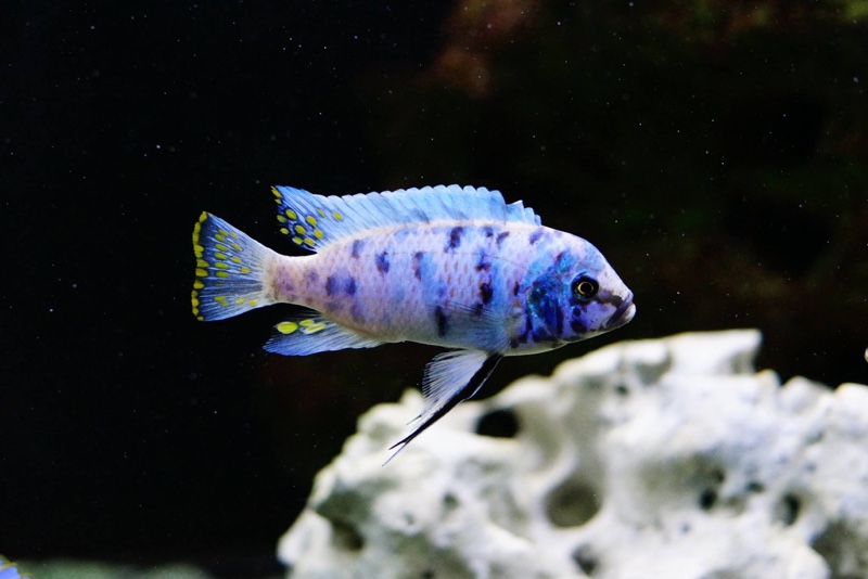 Maylandia zebra 'Chizumulu Island'